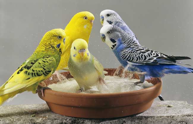 炎炎夏日，新手如何帮鹦鹉洗澡？4个小技巧让你家鹦鹉爱上洗澡