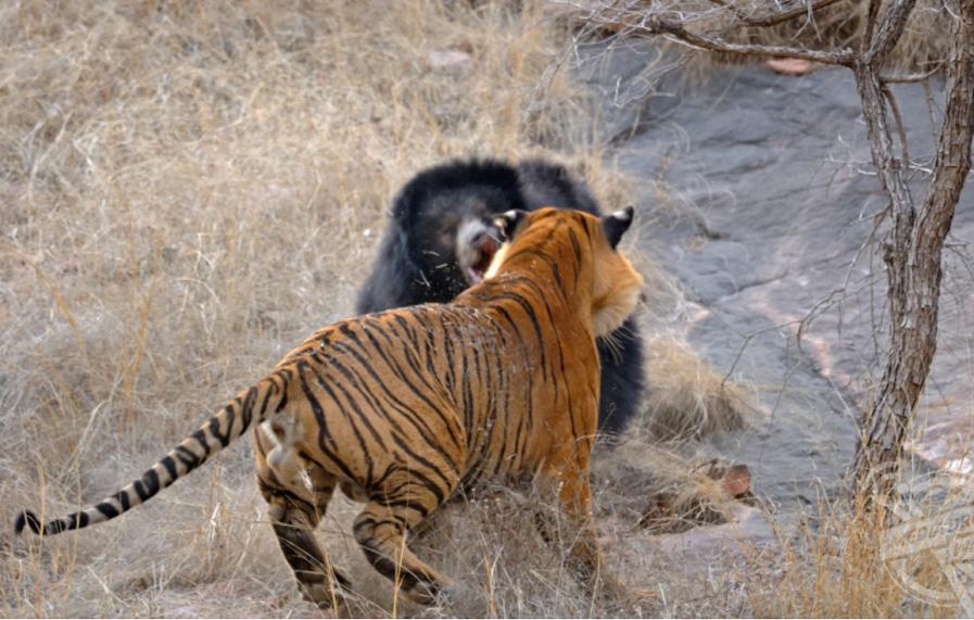 老虎捕猎小熊，强悍母熊英勇发狂击退老虎，成功保护幼崽！