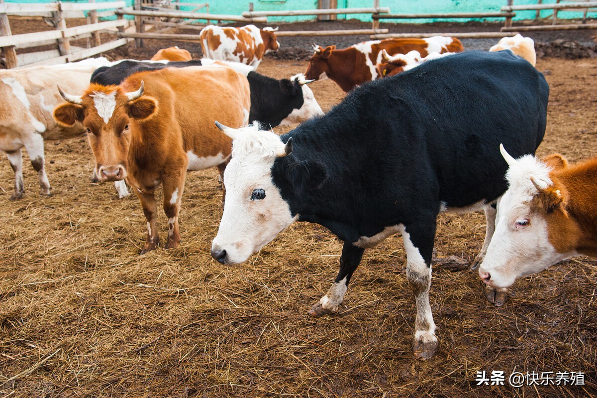 影响牛价格的原因,散养牛与育肥牛价格区别在哪