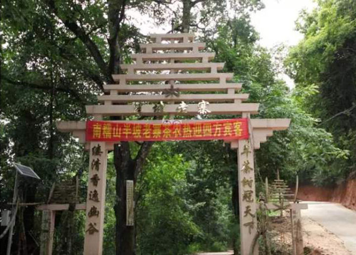 好茶分享南糯山熟普,南糯山的好茶