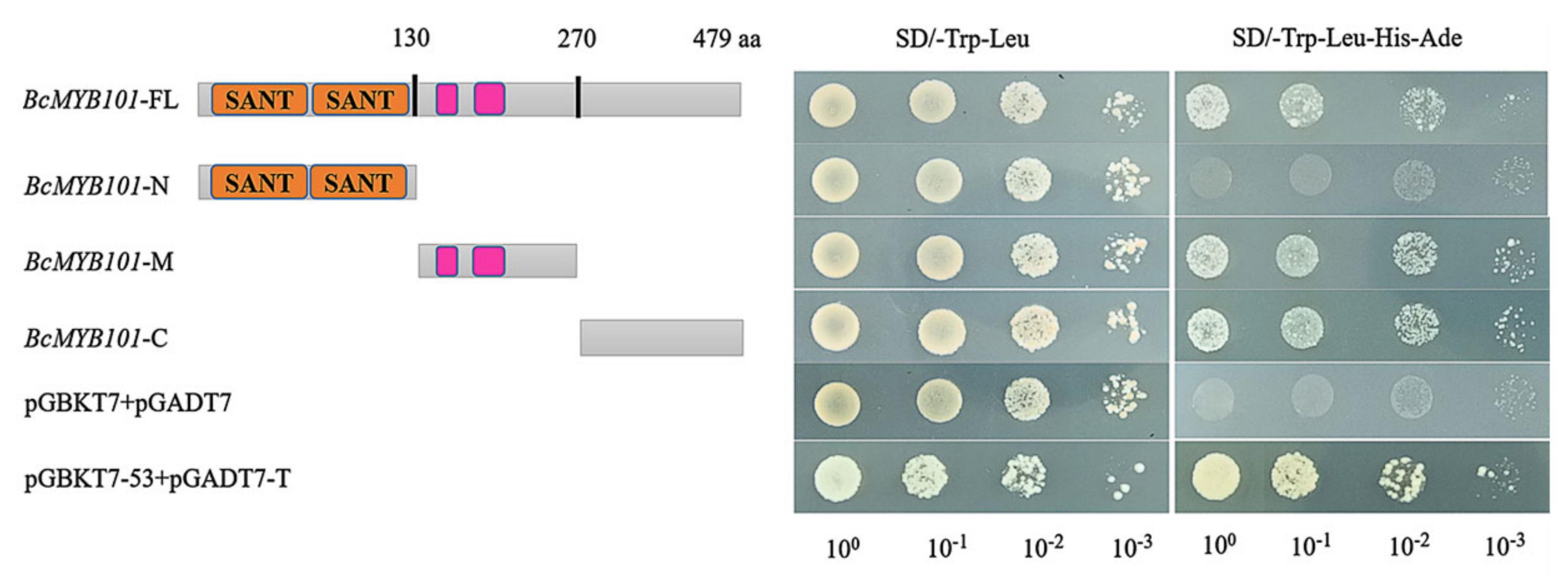 小白菜BcMYB101叶片发育相关基因的克隆及功能分析