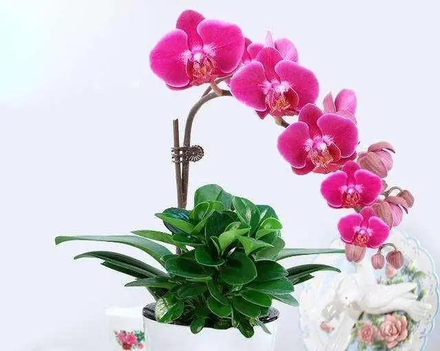 闲看庭前花开花落,漫看天外云卷云舒,让幸福指数蹭蹭上扬