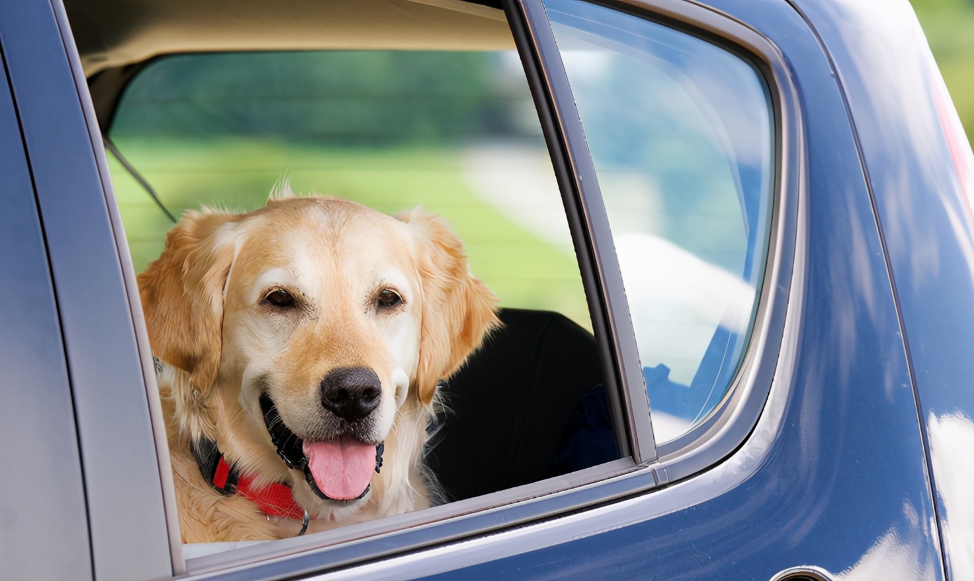 狗狗晕车吐了之后怎么调理,狗狗晕车呕吐没精神没食欲怎么办
