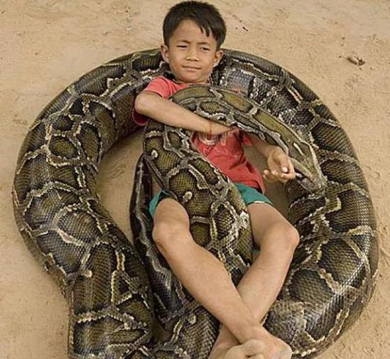 2019年，缅甸蟒蛇舍命报恩，冷血动物也有温情一面