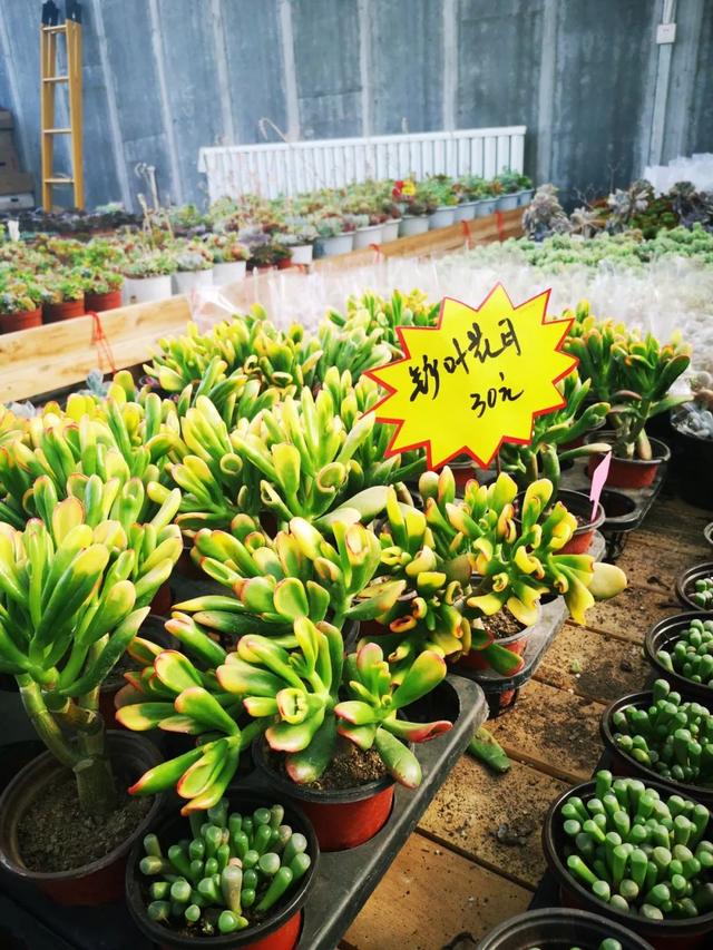 西安三桥附近哪里有花卉市场,西安北二环大明宫花卉市场地址