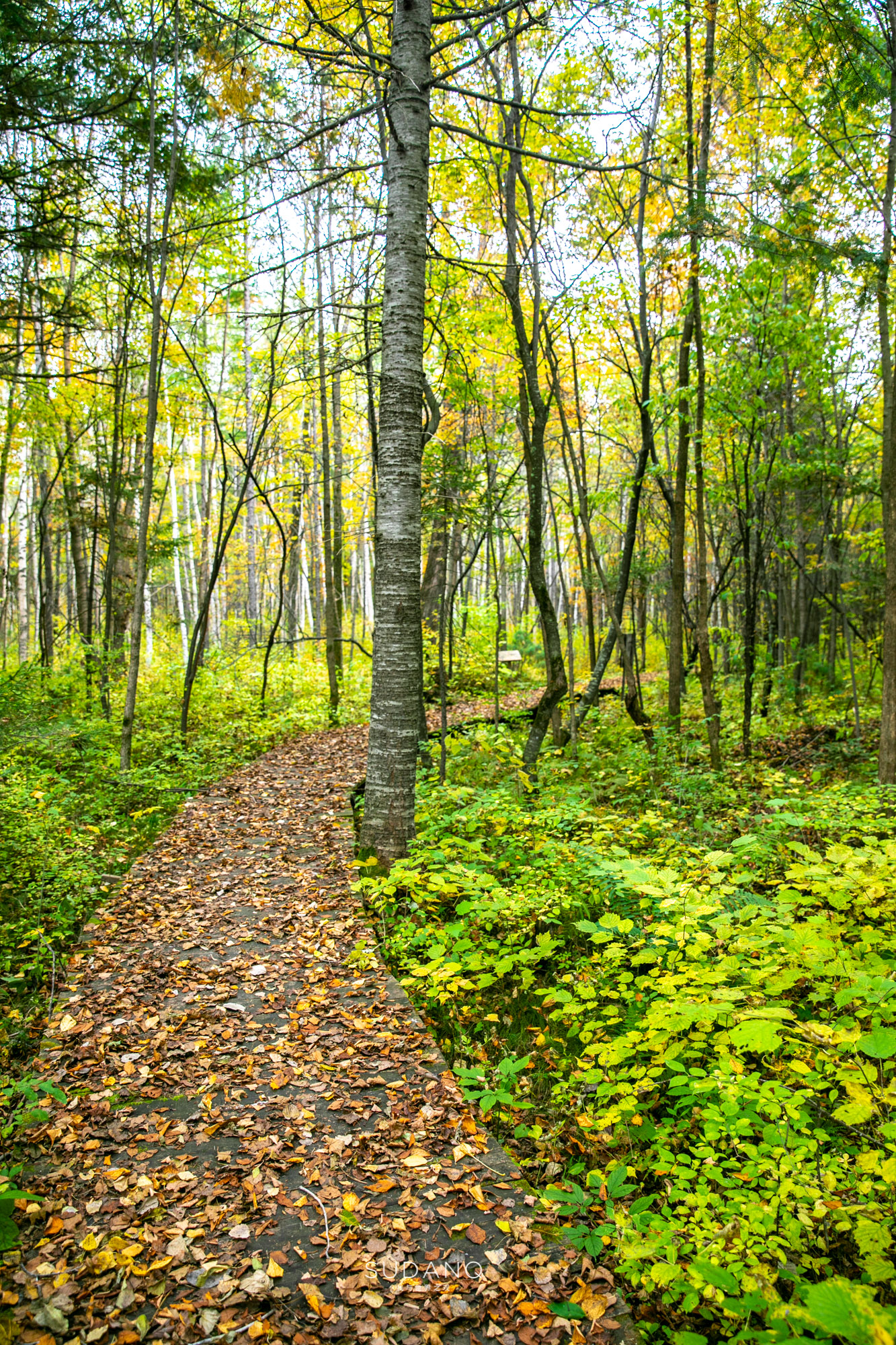 长白山百年野生人参为什么贵,长白山人参最好在哪里