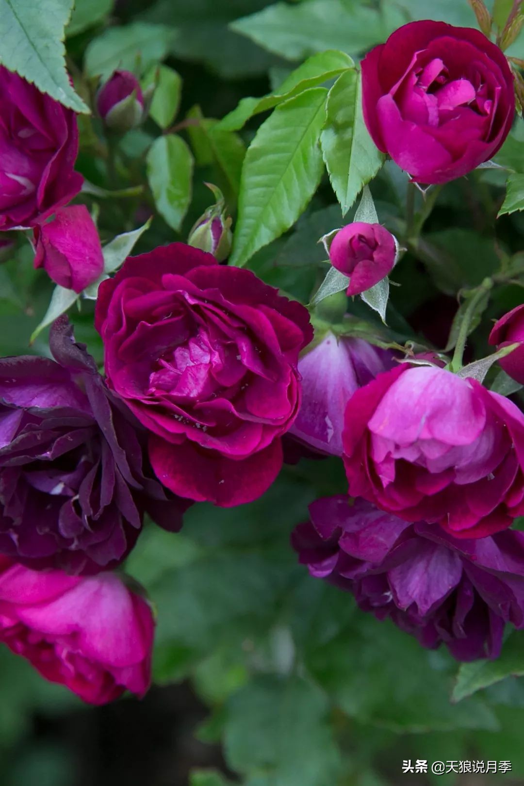 四月最浪漫的蔷薇花,最浪漫的四月花