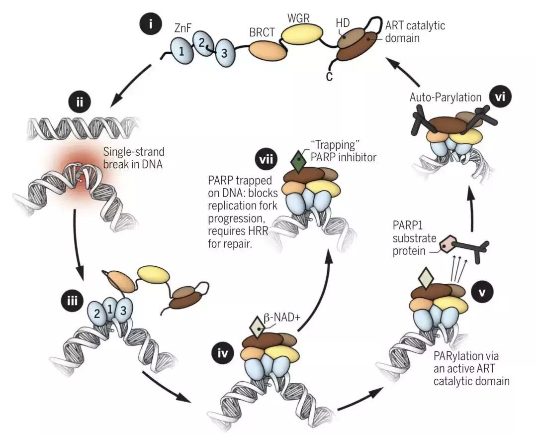 科学家找到癌细胞的生死开关,科学家找到了癌症的开关