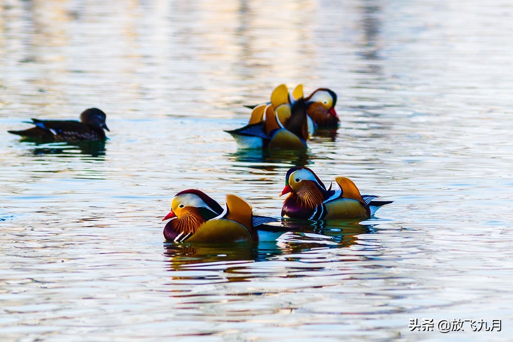 北京公园年卡哪个最划算,北京公园年卡100元能去几个公园