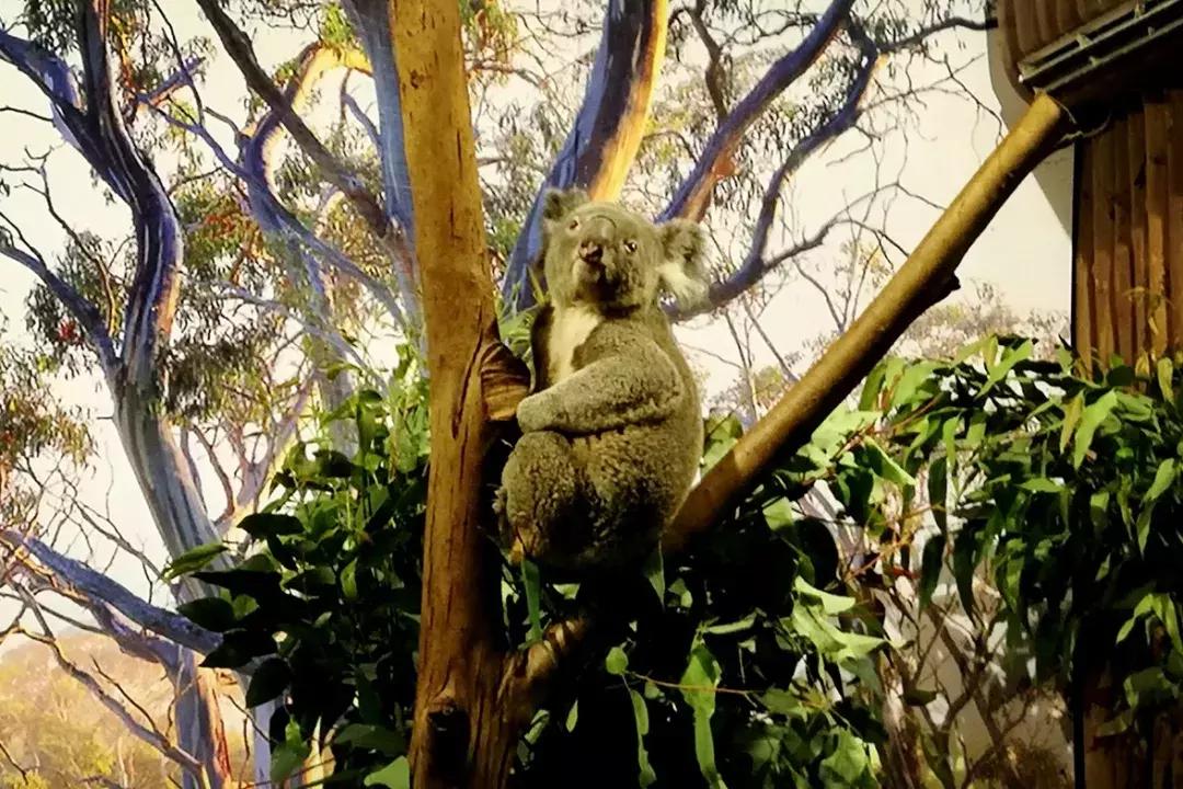 广州长隆动物园最全游玩攻略成人,去广州长隆野生动物园玩真实视频