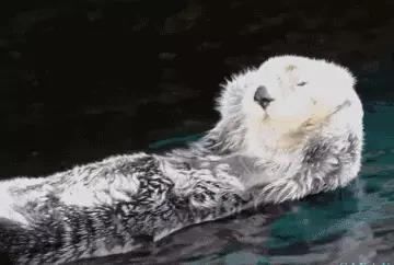 海獭吃海胆其实是在拯救海洋,海獭吃海胆和贝类