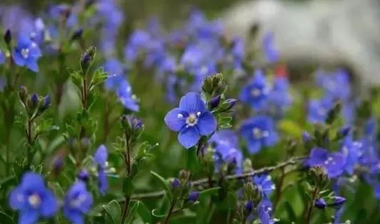 岩石花园景区,岩石园常用花卉