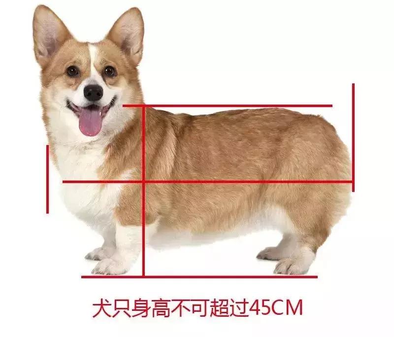 武汉禁狗令哪些品种,武汉养狗办证要在哪里办