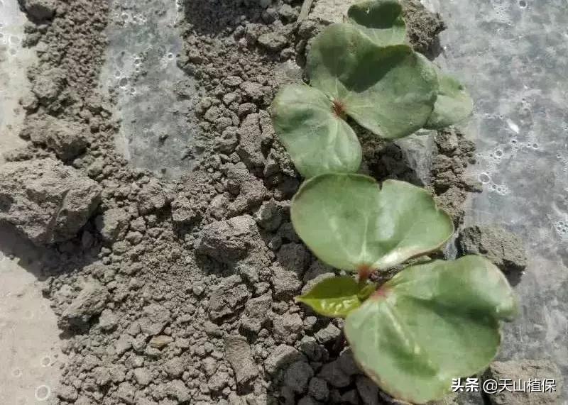 刚长出的苗蔫了怎么办,刚出苗就死苗怎么回事