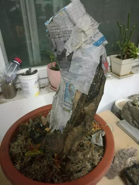 一根枝条插土里怎么生根,下山老桩扦插生根最快方法