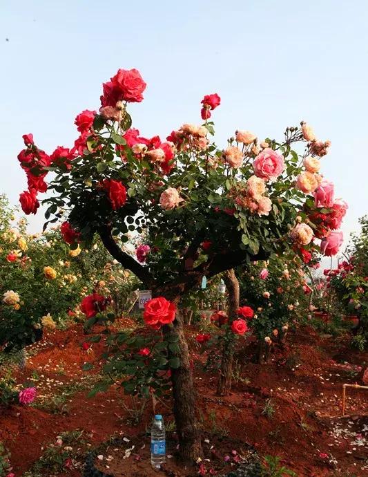 买假花月季,网上买的月季怎么处理