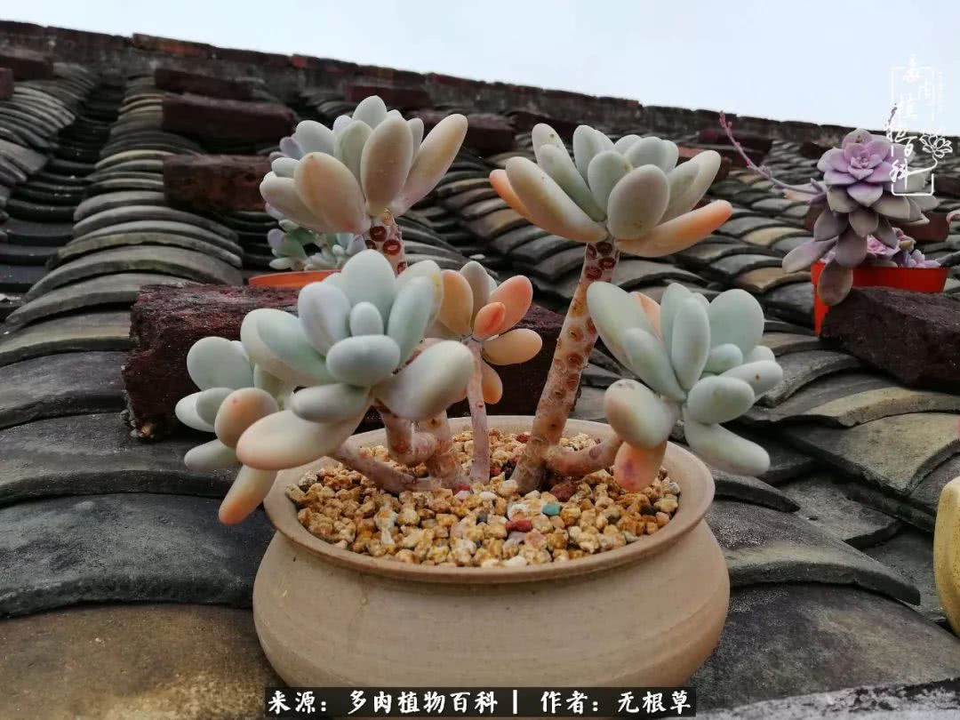 多肉寒冬中茁壮成长,多肉岁月的沉淀