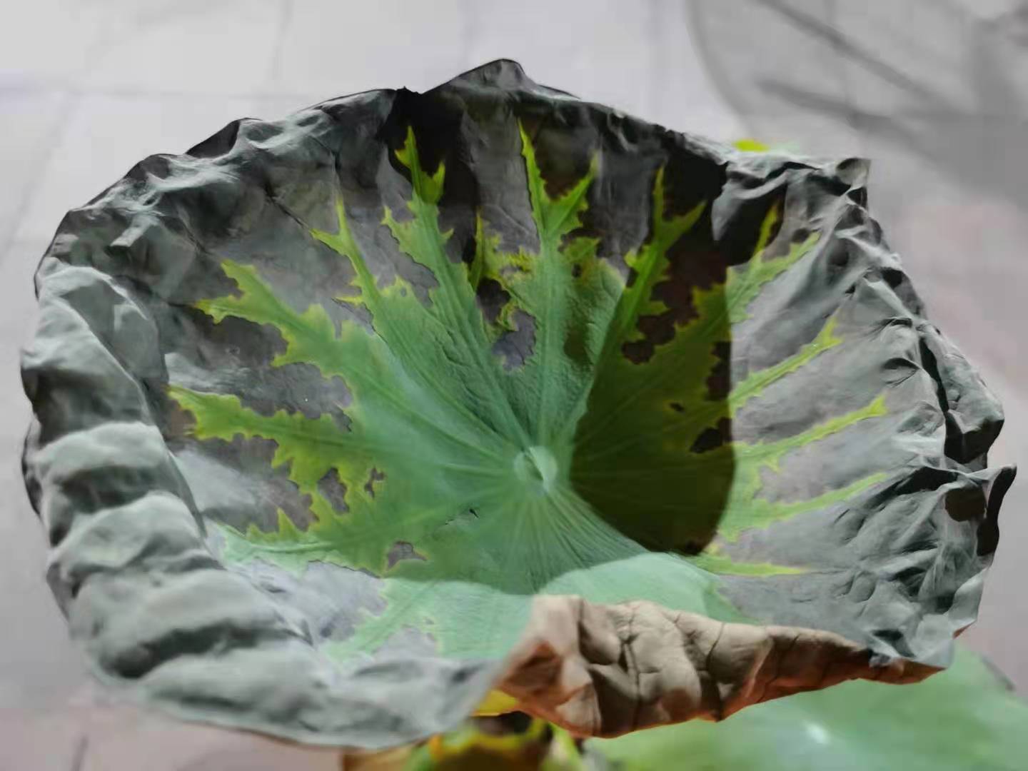 荷花盆栽不发芽怎么办,荷花花苞没开就枯萎怎么办