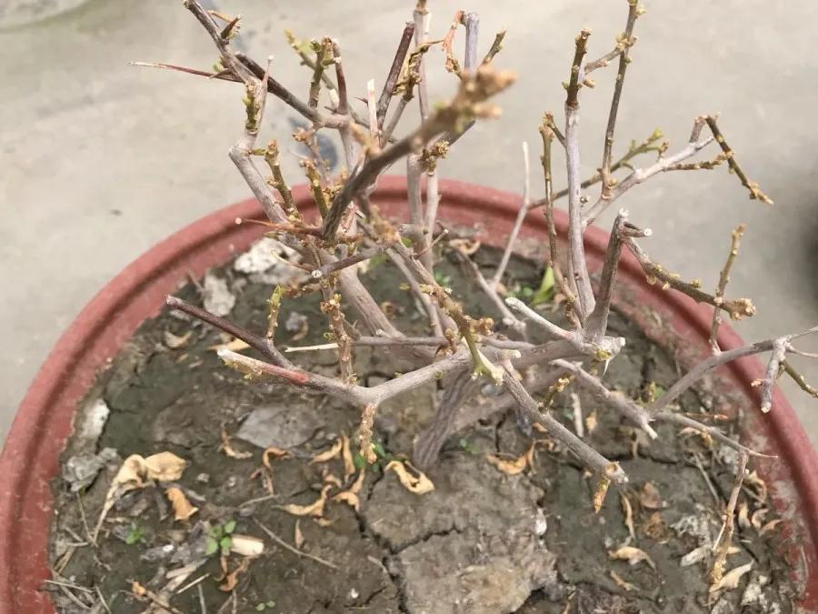 花买回来叶子蔫了怎么办,花掉花苞有什么好方法吗