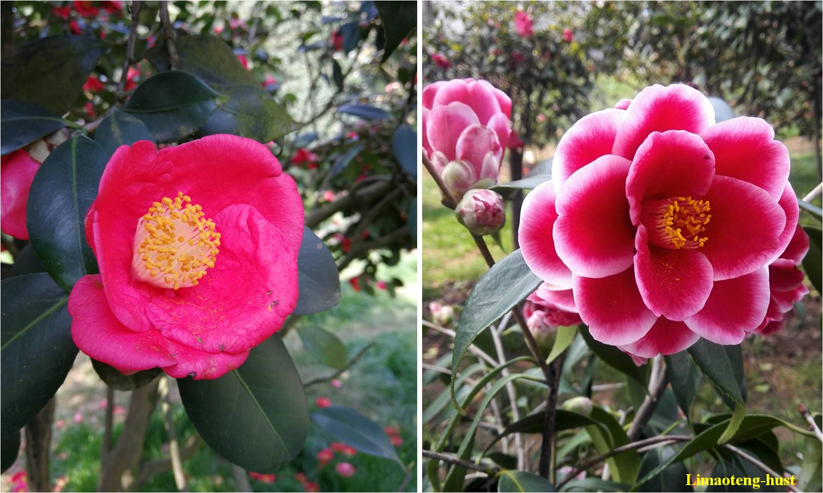 话说油茶树,山茶花油茶和茶梅的区别图片