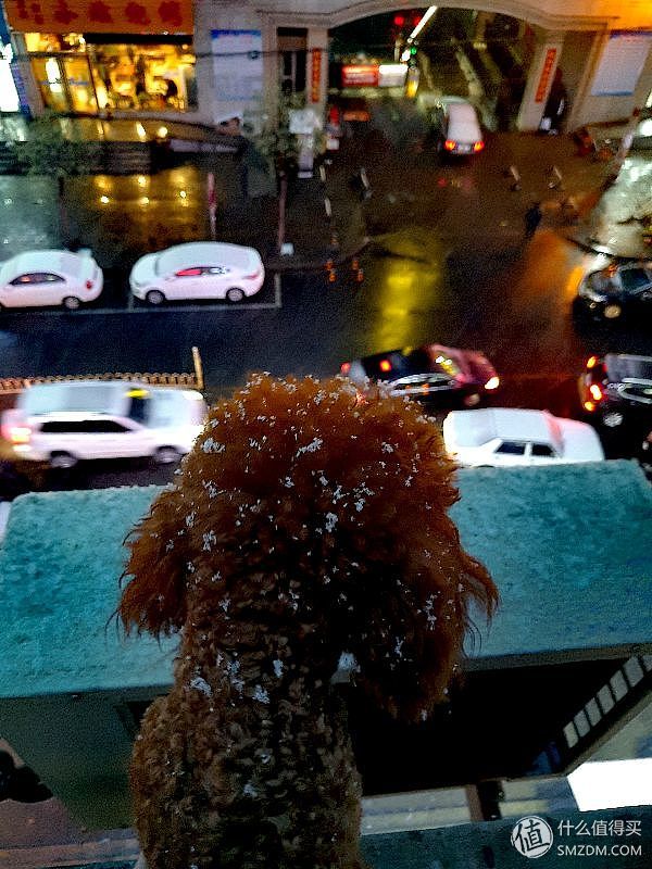 狗粮推荐0-6个月的幼犬粮,狗粮选择攻略