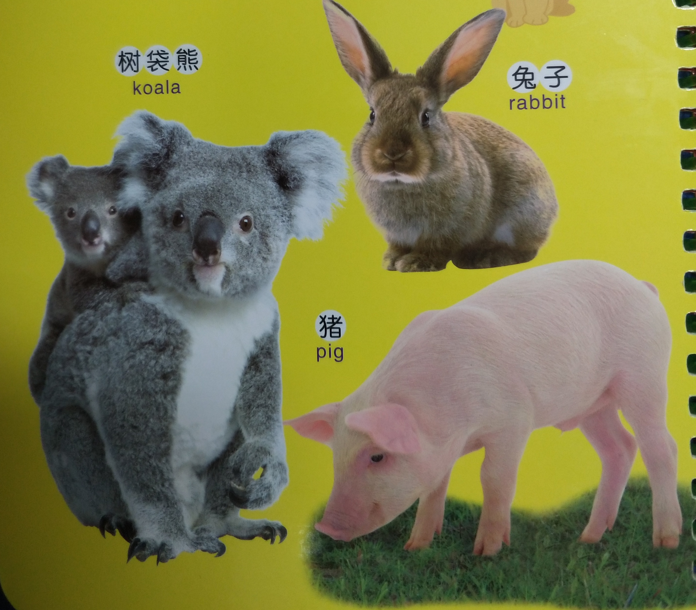 关于动物的绘本双语版,最会逃生的动物绘本