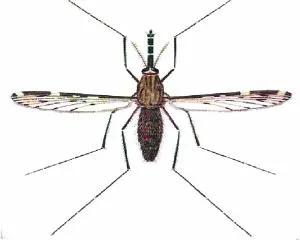 伊蚊是什么蚊子,伊蚊是哪个地区的蚊子