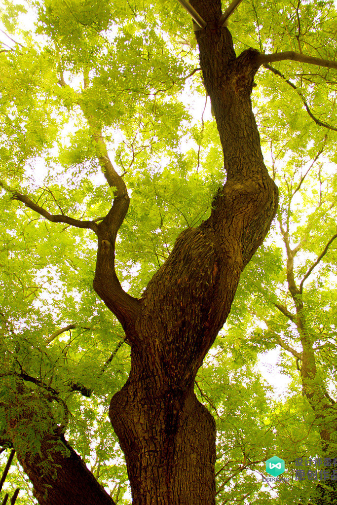 院子适合种的花和设计,庭院设计植物大全