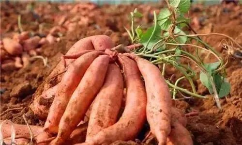 七个超奇葩的冷知识大全,这些奇葩冷知识每个都和你有关