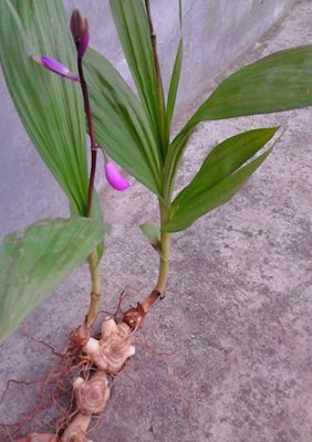 中药白芨的功效,白芨中医药故事