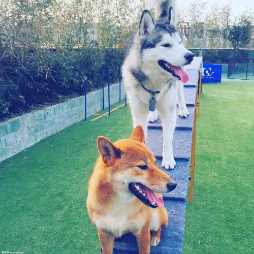 便宜的柴犬跟贵的有什么区别,为什么柴犬越来越贵