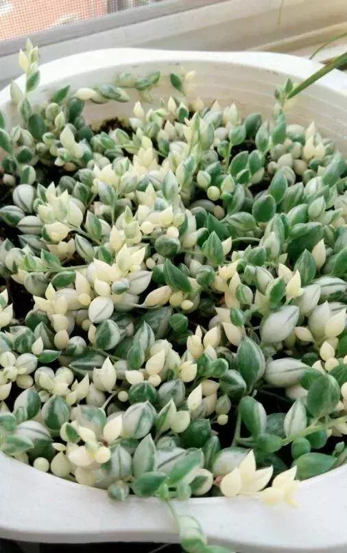 吊兰多肉养护技巧和方法,吊兰多肉的养殖方法和注意事项