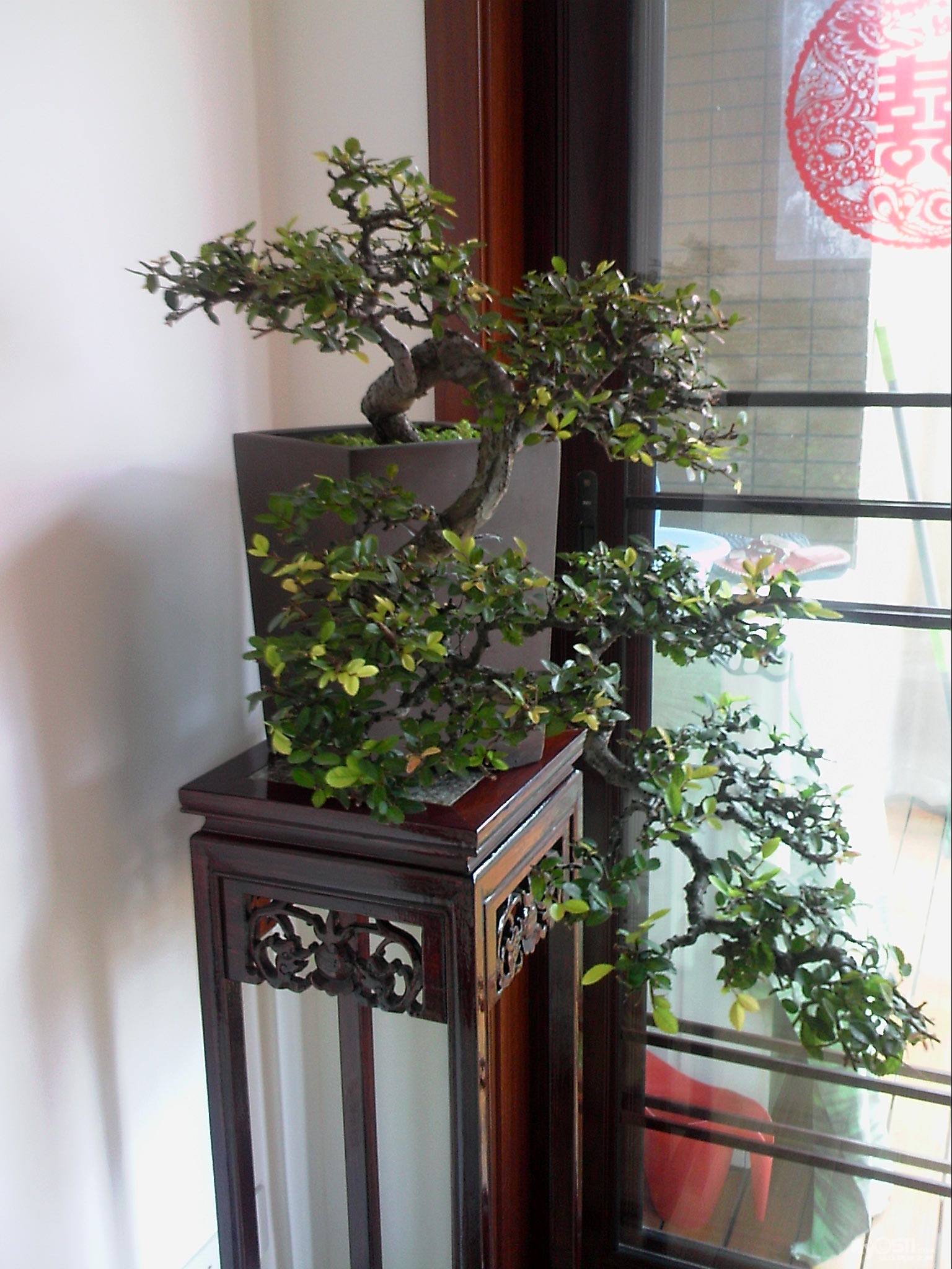 种花槽的九里香怎样养,养九里香的技巧视频