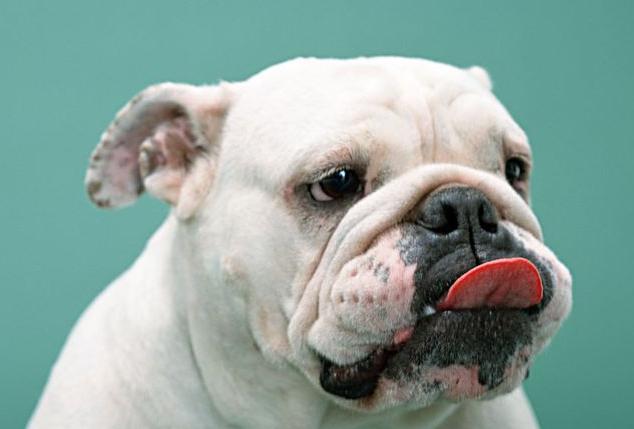 英国斗牛犬体臭味太大怎么办,英国斗牛犬泪痕严重