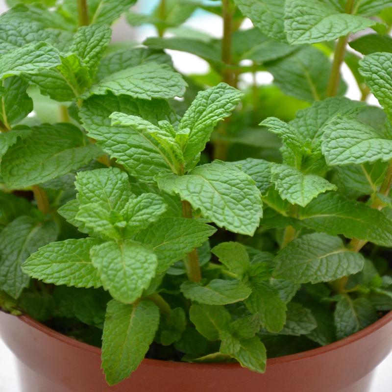 怎样才能养好薄荷叶盆栽,如何养护薄荷绿植