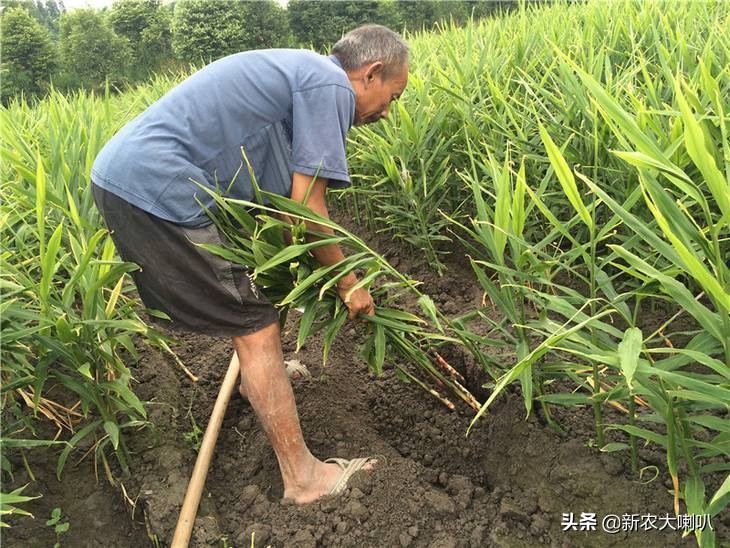 种植生姜及管理方法视频,生姜的种植方法及管理技术