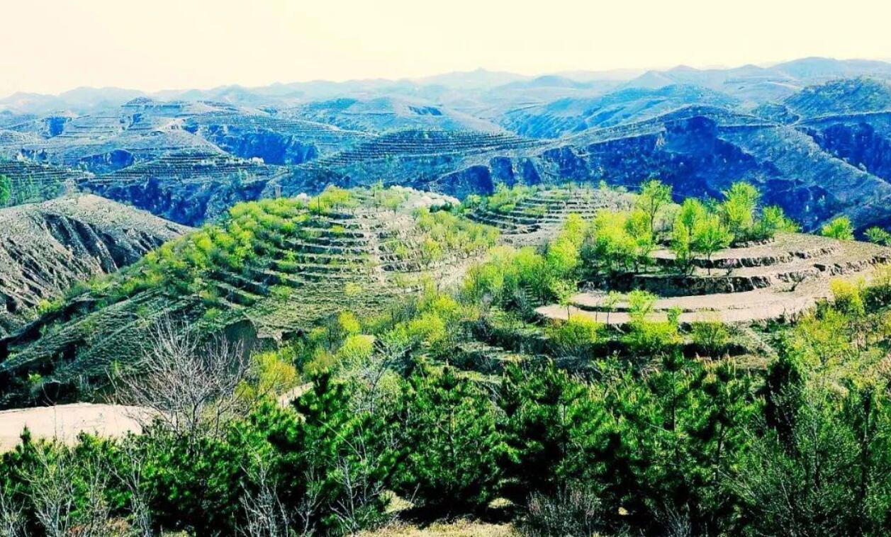 阳彩臂金龟灭绝原因,靖安县发现阳彩臂金龟