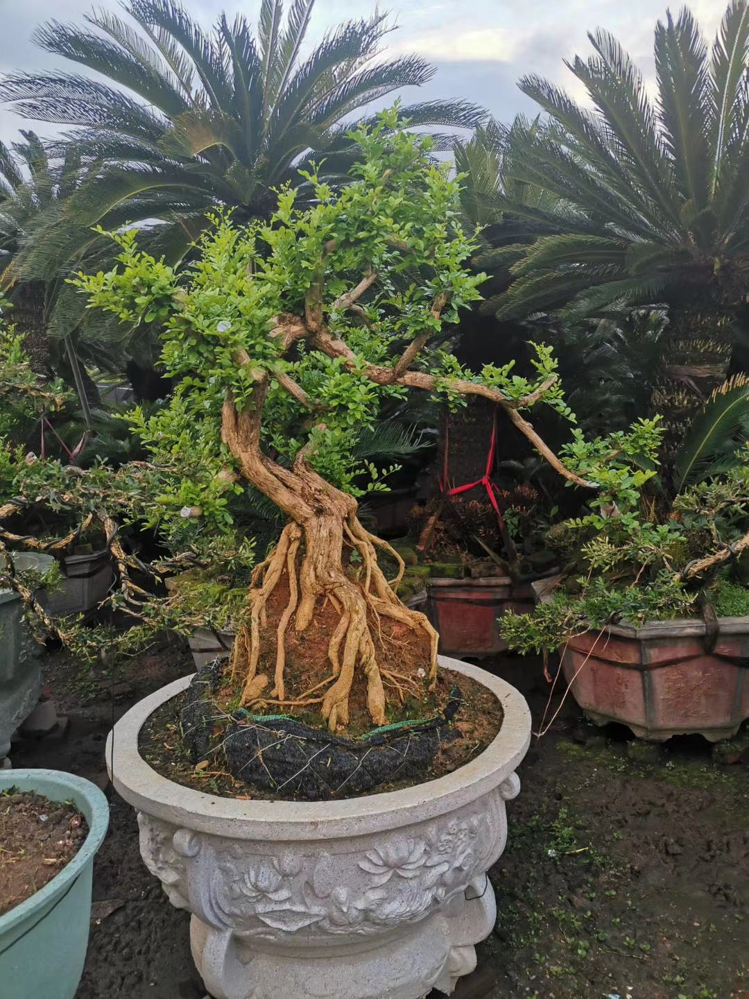 九里香和七里香哪种好养开花香,九里香怎么养才能开花旺盛呢