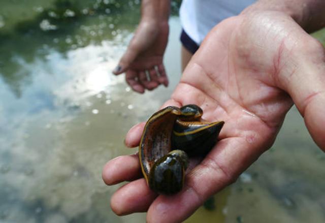 农村有什么常见的动物还能养,农村常见还能养的动物
