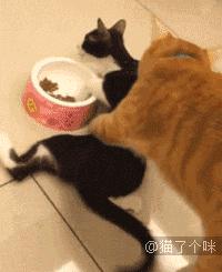 猫圈一定是魔咒吗,猫圈玄学黑猫