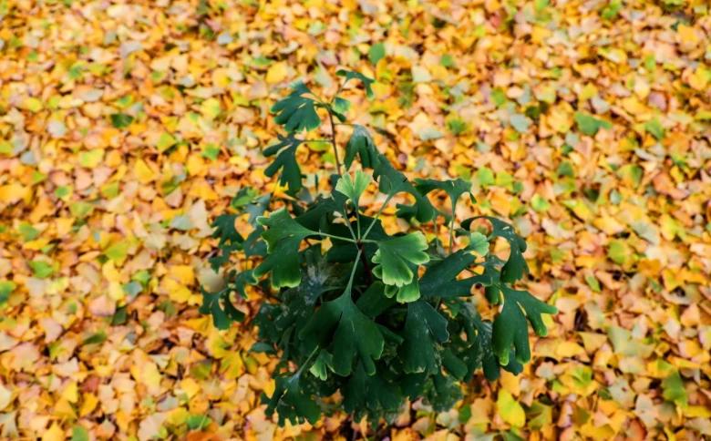 满大街的银杏树到底濒危在哪里,银杏树为什么濒临灭绝