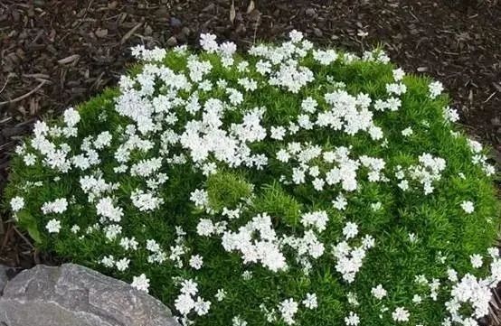 岩石花园景区,岩石园常用花卉