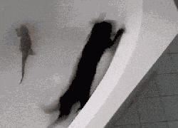 猫咪为什么讨厌洗脚呢,为什么猫咪讨厌水啊