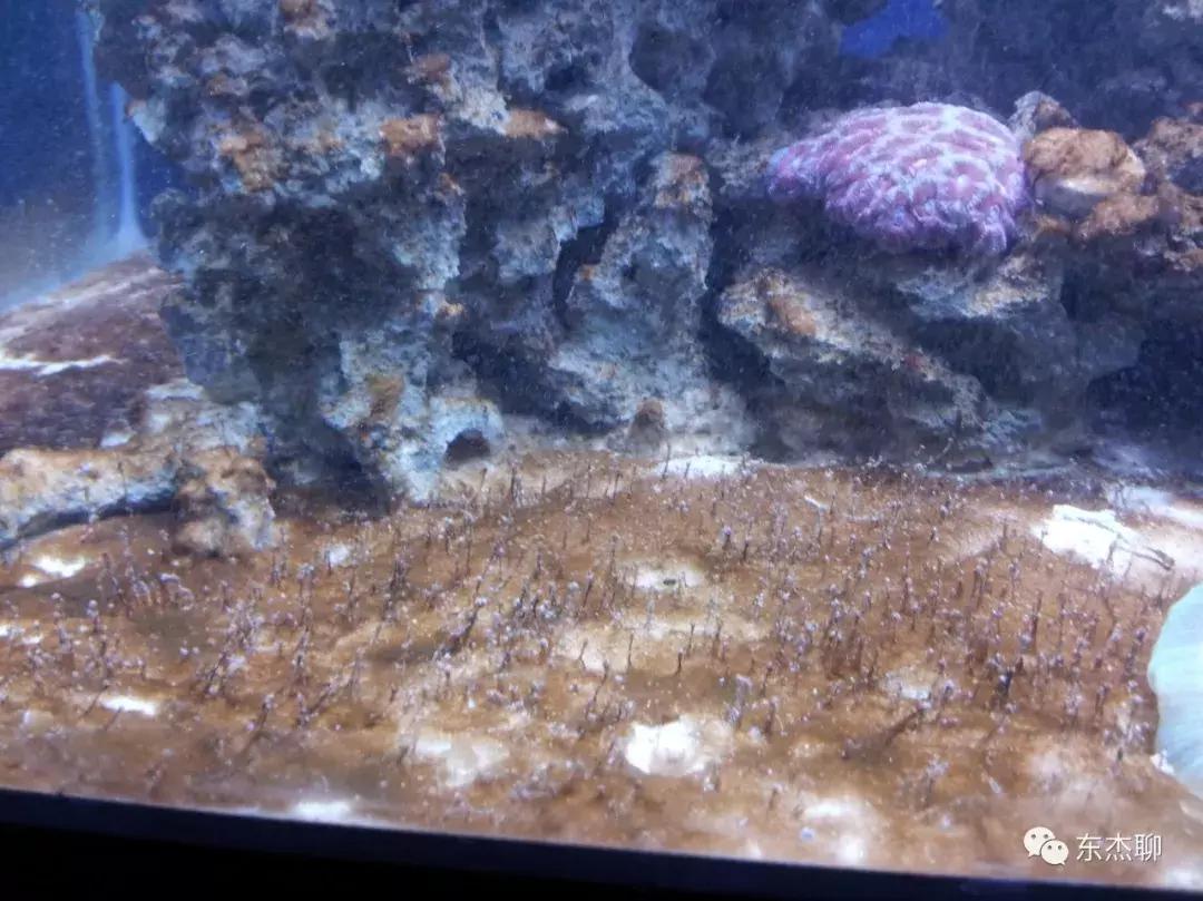 海缸的丝藻是褐色的,海缸控磷