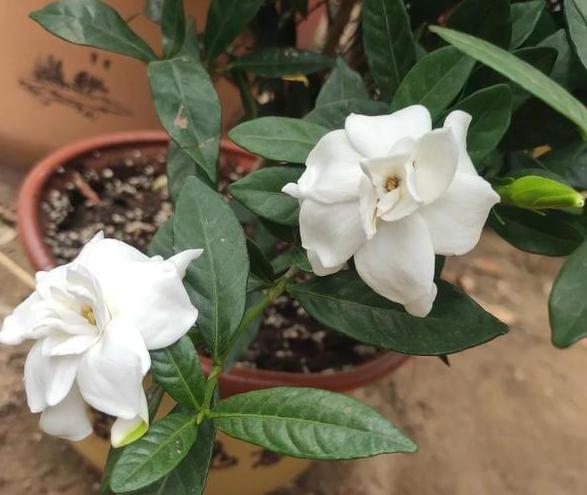 夏天植物开花没几天就凋零了，该怎么办？3点到位问题迎刃而解