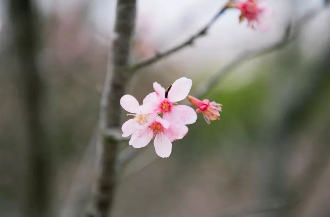 深圳周末带孩子免费游玩好去处,2021深圳免费适合遛娃玩地方排名