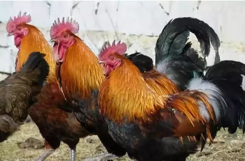 全国各地最全特产,全新疆特产