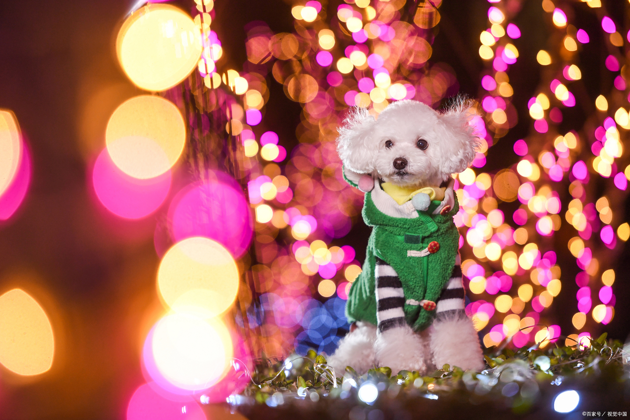 泰迪犬一般吃什么狗粮比较好,养泰迪犬怎样选狗粮