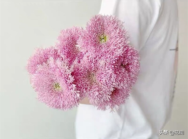 菊花泰迪怎么养活得快些,泰迪菊花开败修剪后的养护