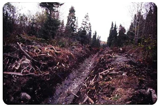 鑺辨埧濮戝澶氳倝閰嶅湡,鑺辨埧濮戝鐜夐湶澶氳倝